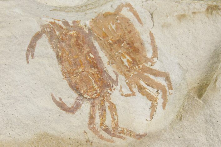 Two Miocene Pea Crab (Pinnixa) Fossils - California #177020